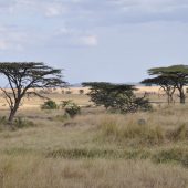  The Serengeti, TZ